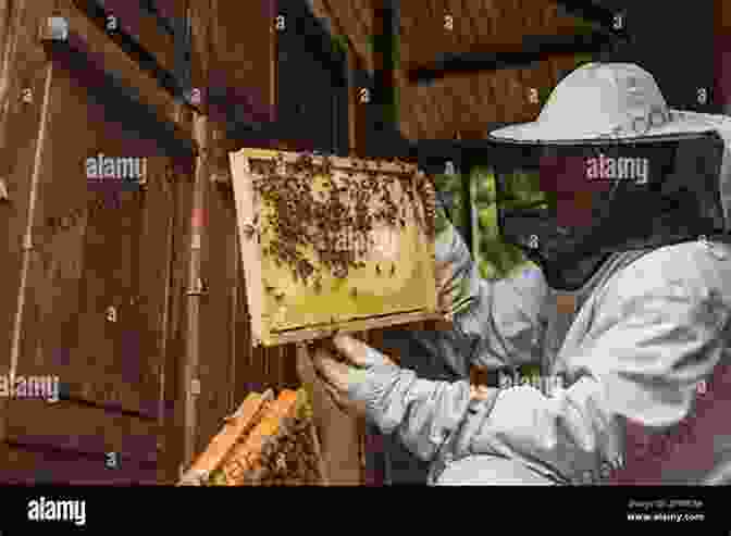 A Beekeeper Carefully Inspecting A Honeycomb Frame To Bee: A Budding Beekeeper S Book: Beginner To Beekeeping? Discover How To Start Your First Hive In Your Own Backyard Harvest Your Own Honey And Have Fun ng It