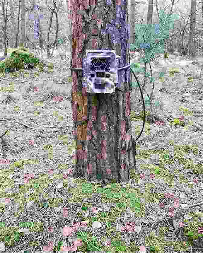 A Camera Trap Discreetly Placed In The Forest, Capturing The Elusive Wildlife That Passes By. Candid Creatures: How Camera Traps Reveal The Mysteries Of Nature