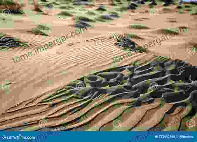 A Close Up Of A Sand Dune, With Intricate Patterns Created By The Wind Intimate Visions: Oregon Shore Scapes