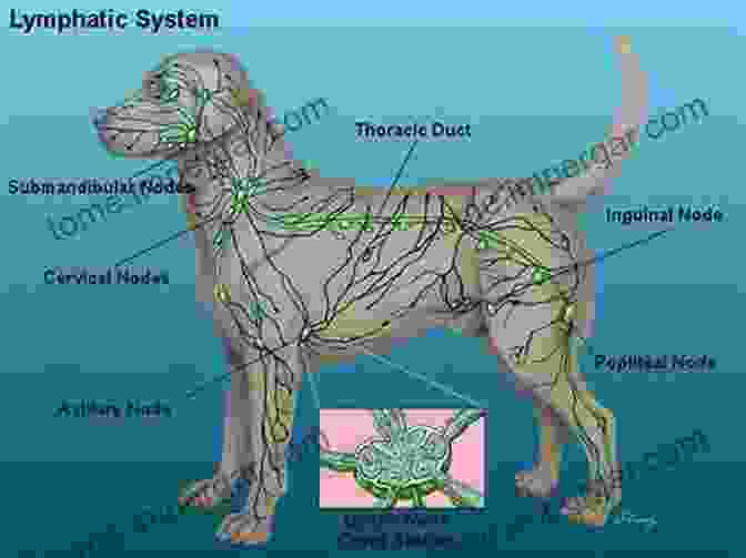 A Diagram Of The Lymphoreticular System In Food Animals. Colour Atlas Of Lymphoreticular Tissues In Food Animals