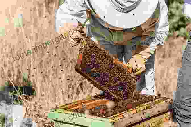 A Golden Stream Of Honey Being Harvested From A Honeycomb To Bee: A Budding Beekeeper S Book: Beginner To Beekeeping? Discover How To Start Your First Hive In Your Own Backyard Harvest Your Own Honey And Have Fun ng It