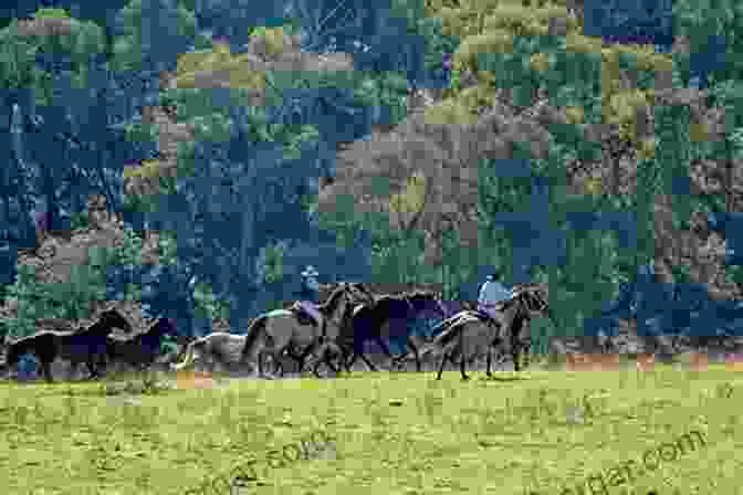 A Group Of Riders Galloping Through The Australian Outback, Their Horses' Manes And Tails Flowing In The Wind. Horses Of The Fire (The Outback Riders 3)