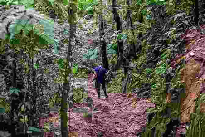 A Group Of Scientists Trekking Through A Dense Jungle Path Emerald Labyrinth: A Scientist S Adventures In The Jungles Of The Congo