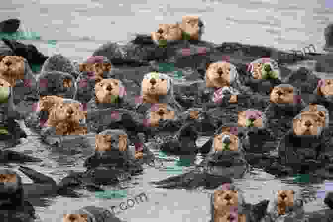 A Group Of Sea Otters Playing In The Waves Intimate Visions: Oregon Shore Scapes