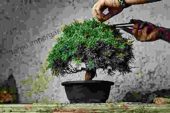 A Japanese Garden Designer Carefully Tending To A Bonsai Tree Quiet Beauty: The Japanese Gardens Of North America