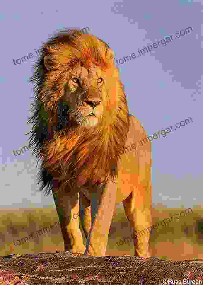 A Majestic Lion, The King Of The Yoruba Savanna ORUKO AWON ERANKO ILE YORUBA: ANIMAL NAMES IN YORUBA