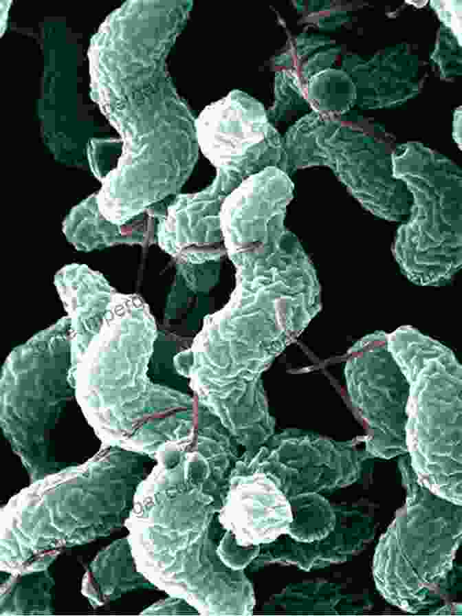 A Microscope Image Of Bacteria Causing Foodborne Illness Outbreak: Foodborne Illness And The Struggle For Food Safety