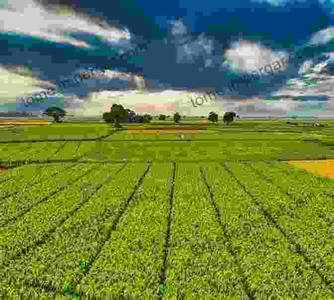 A Panoramic View Of Iowa Farmland, With Lush Green Fields And Rows Of Crops, Showcasing The Importance Of Soil Conservation Practices. Iowa S Remarkable Soils: The Story Of Our Most Vital Resource And How We Can Save It (Bur Oak Book)