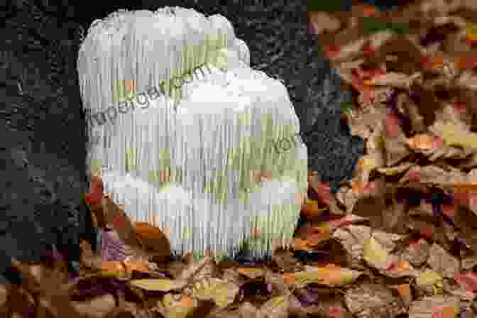 A White, Shaggy Lions Mane Mushroom Growing On A Dead Hardwood Log Field Guide To Wild Mushrooms Of Pennsylvania And The Mid Atlantic: Revised And Expanded Edition (Keystone Books)