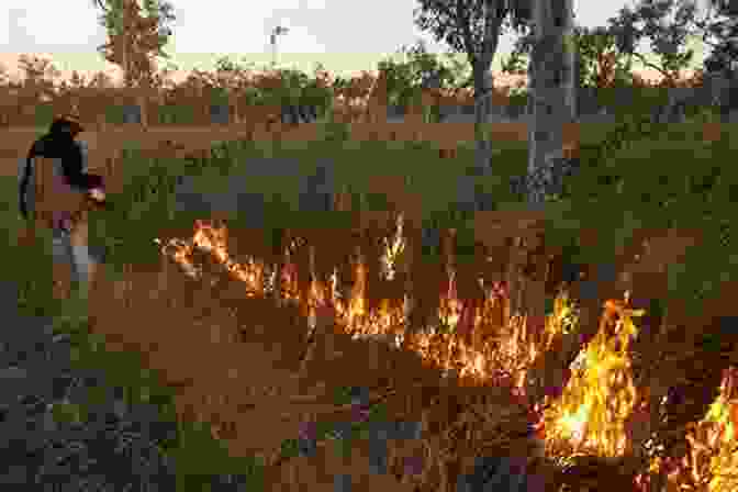 Aboriginal People Conducting Traditional Controlled Burning The Biggest Estate On Earth: How Aborigines Made Australia