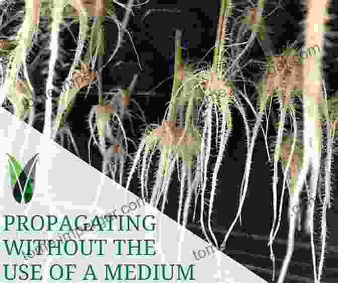 Aeroponically Propagated Seedlings With Robust Root Systems Cloning Solutions: The Art And Science Of Aeroponic Propagation