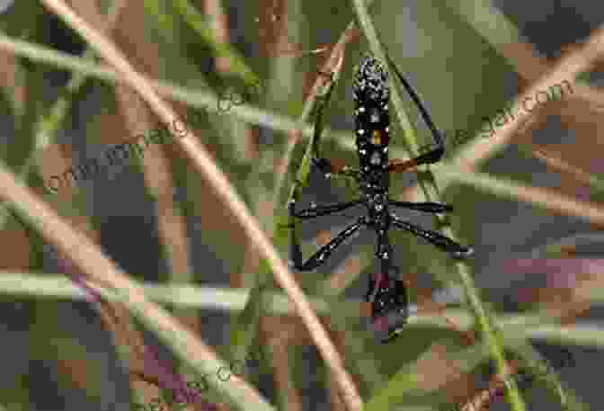 Assassin Bug Poised To Capture Prey The Exterminators (Assassin Bugs 2)