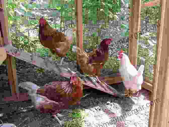 Backyard Chickens Backyard Chickens: Tips And Tricks To Raise Healthy Backyard Chickens