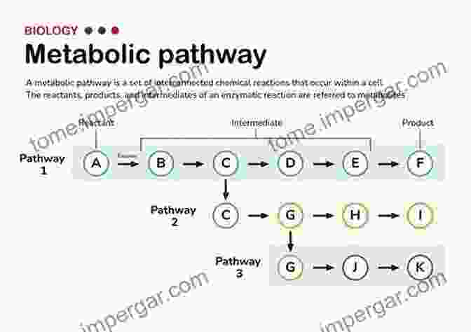 Diagram Illustrating The Metabolic Pathways Lactic Acid Bacteria: Genetics Metabolism And Applications: Proceedings Of The Seventh Symposium On Lactic Acid Bacteria: Genetics Metabolism And Applications 2002 Egmond Aan Zee The Netherlands