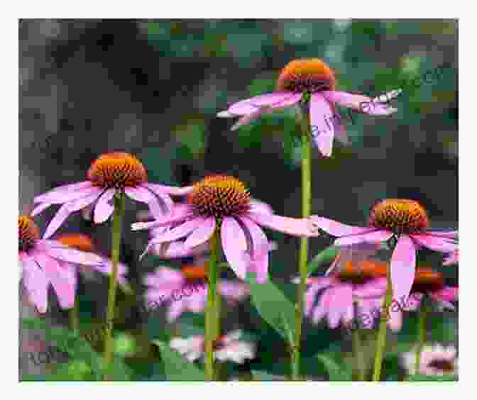 Echinacea Flower THE HERB MASTER S OPEN AIR LAB: Develop The Green Thumb Grow Dozens Of Anti Pandemic Medical Herbs And Grow Your Backyard Homestead Of Medical Herbs (The Alchemy Of Herbs 8)