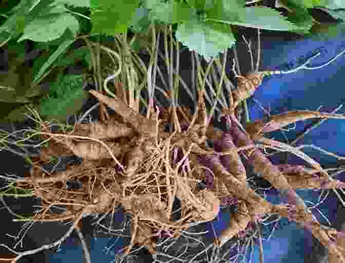 Ginseng Root THE HERB MASTER S OPEN AIR LAB: Develop The Green Thumb Grow Dozens Of Anti Pandemic Medical Herbs And Grow Your Backyard Homestead Of Medical Herbs (The Alchemy Of Herbs 8)