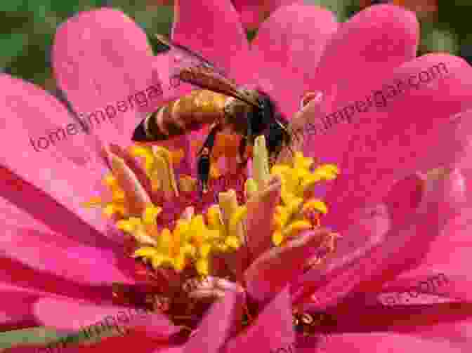 Honeybees Diligently Collecting Nectar From A Vibrant Flower To Bee: A Budding Beekeeper S Book: Beginner To Beekeeping? Discover How To Start Your First Hive In Your Own Backyard Harvest Your Own Honey And Have Fun ng It