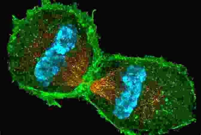 Image Of Super Resolution Fluorescence Microscopy Image Of A Cell With Enhanced Resolution New Trends In Fluorescence Spectroscopy: Applications To Chemical And Life Sciences (Springer On Fluorescence 1)