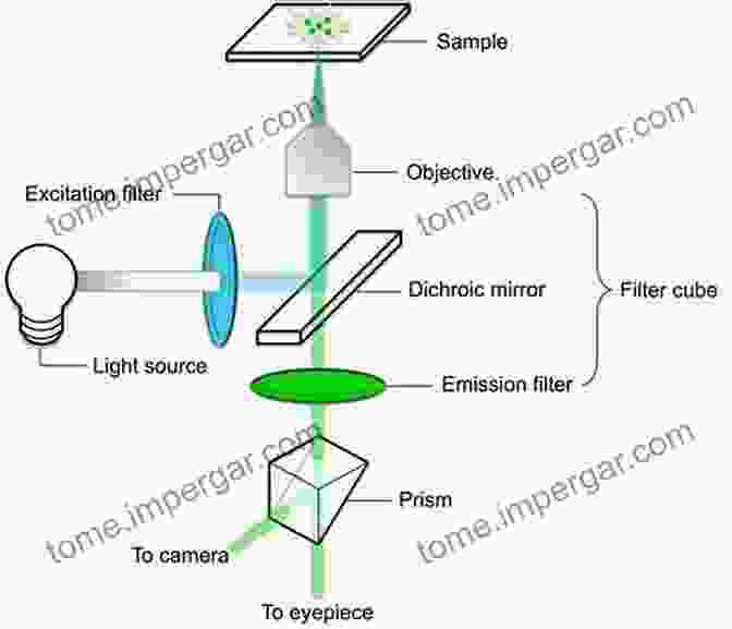 Image Of Time Resolved Fluorescence Spectroscopy Setup With Molecule Emitting Light Over Time New Trends In Fluorescence Spectroscopy: Applications To Chemical And Life Sciences (Springer On Fluorescence 1)