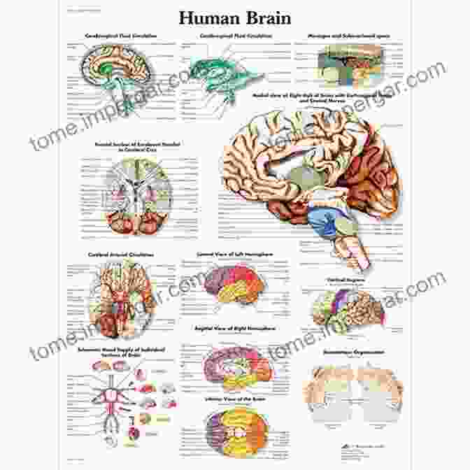 Stunning Illustration Of Brain Anatomy From The Color Atlas Of Neuroscience, Neuroanatomy, And Neurophysiology Color Atlas Of Neuroscience: Neuroanatomy And Neurophysiology