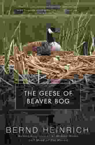 The Geese Of Beaver Bog