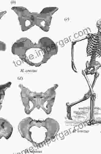 The Evolutionary Biology Of The Human Pelvis: An Integrative Approach (Cambridge Studies In Biological And Evolutionary Anthropology 85)